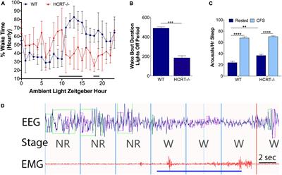 Hypocretin/orexin influences chronic sleep disruption injury in the hippocampus